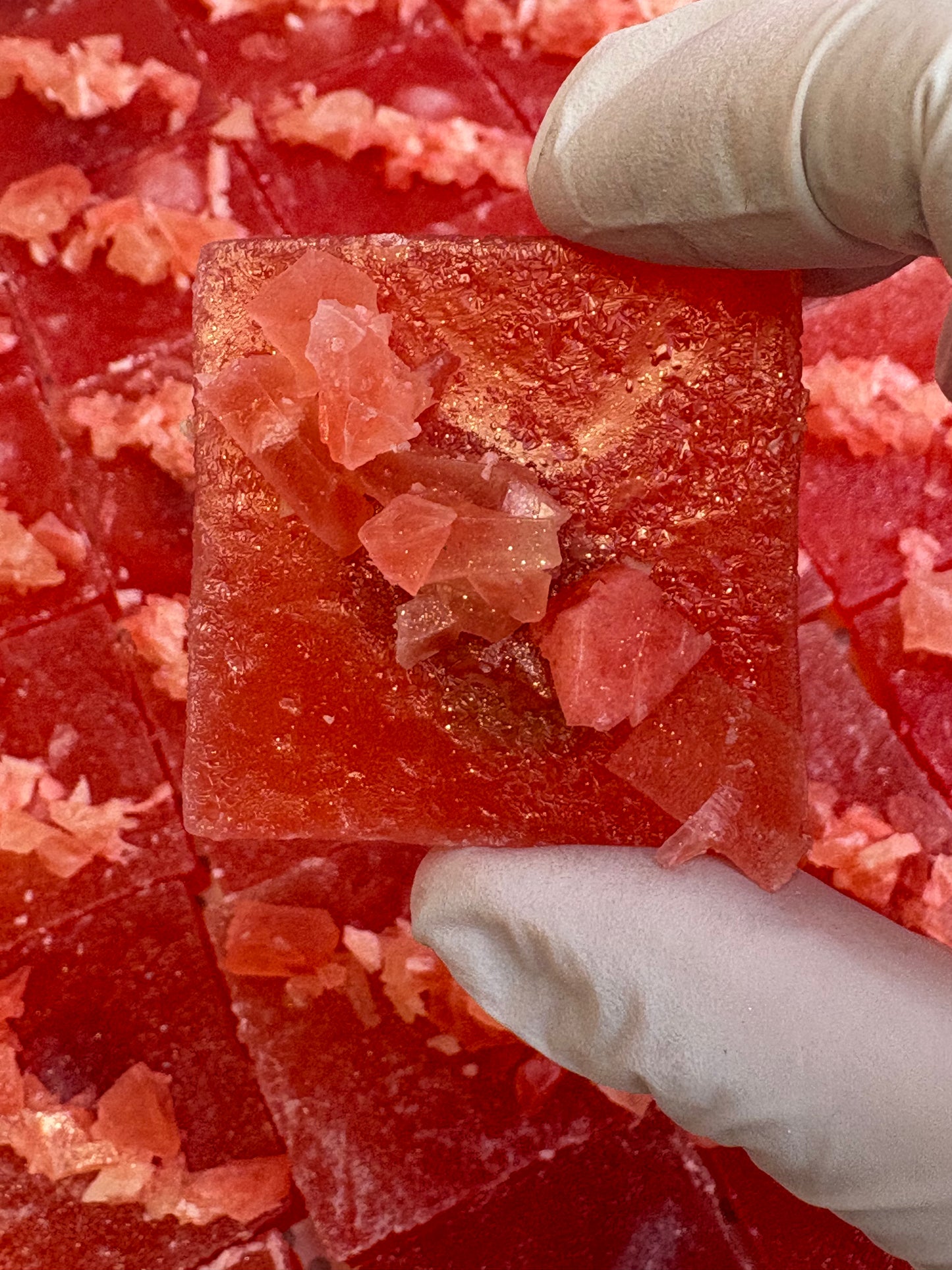 Shoreline Sunset- Watermelon Blood Orange